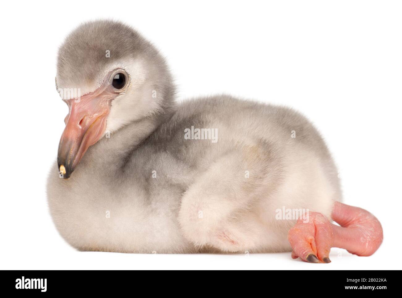 Greater Flamingo, Phönicopterus roseus, 4 Tage alt, vor weißem Hintergrund Stockfoto