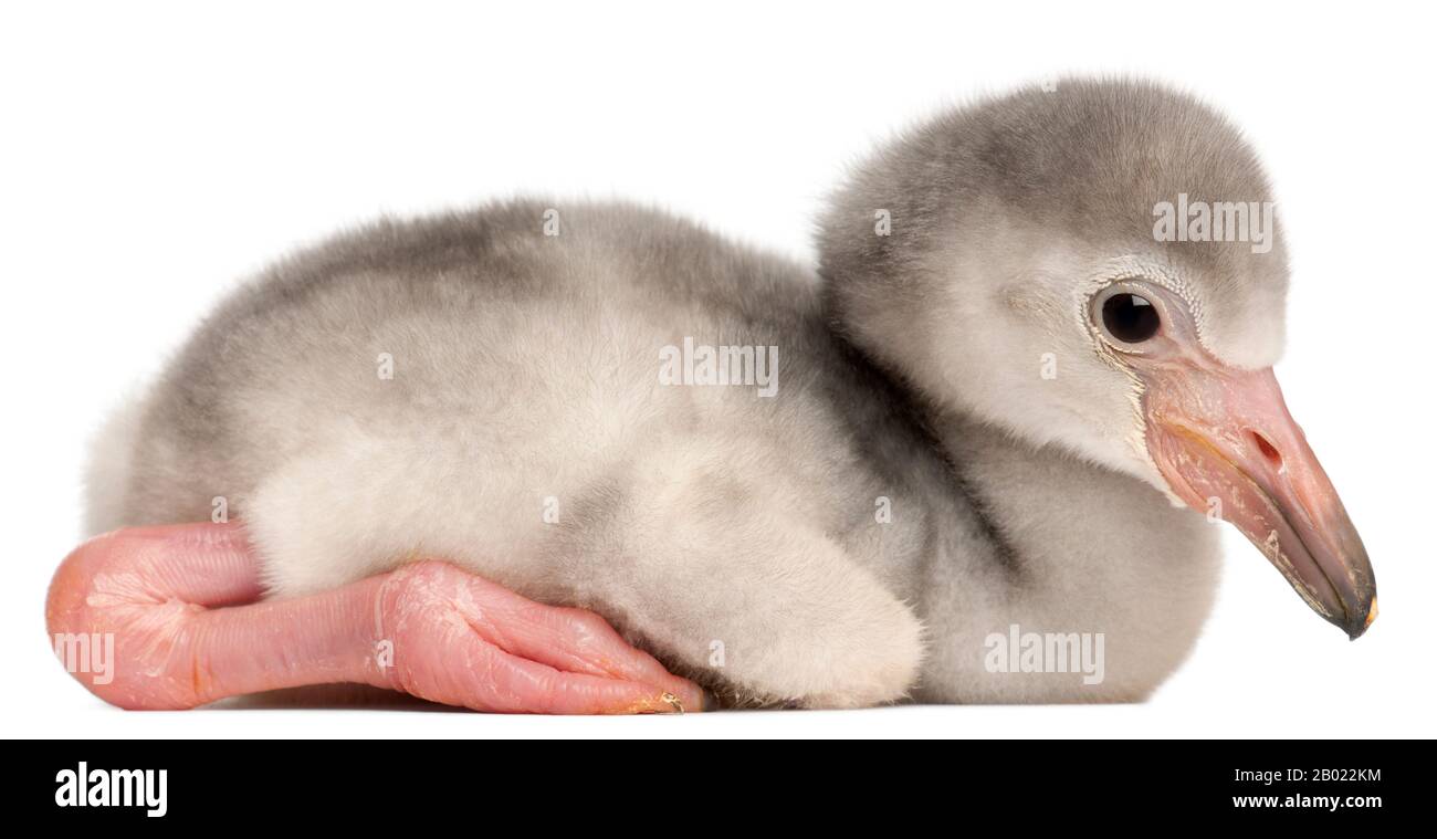 Greater Flamingo, Phönicopterus roseus, 4 Tage alt, vor weißem Hintergrund Stockfoto