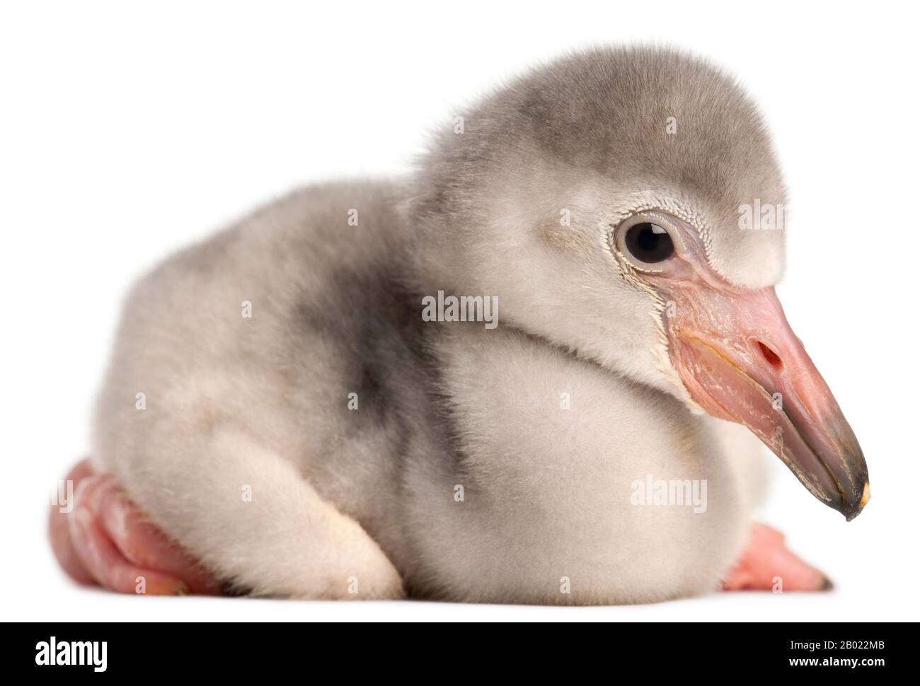 Greater Flamingo, Phönicopterus roseus, 4 Tage alt, vor weißem Hintergrund Stockfoto