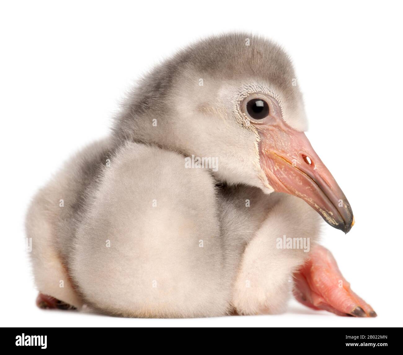Greater Flamingo, Phönicopterus roseus, 4 Tage alt, vor weißem Hintergrund Stockfoto