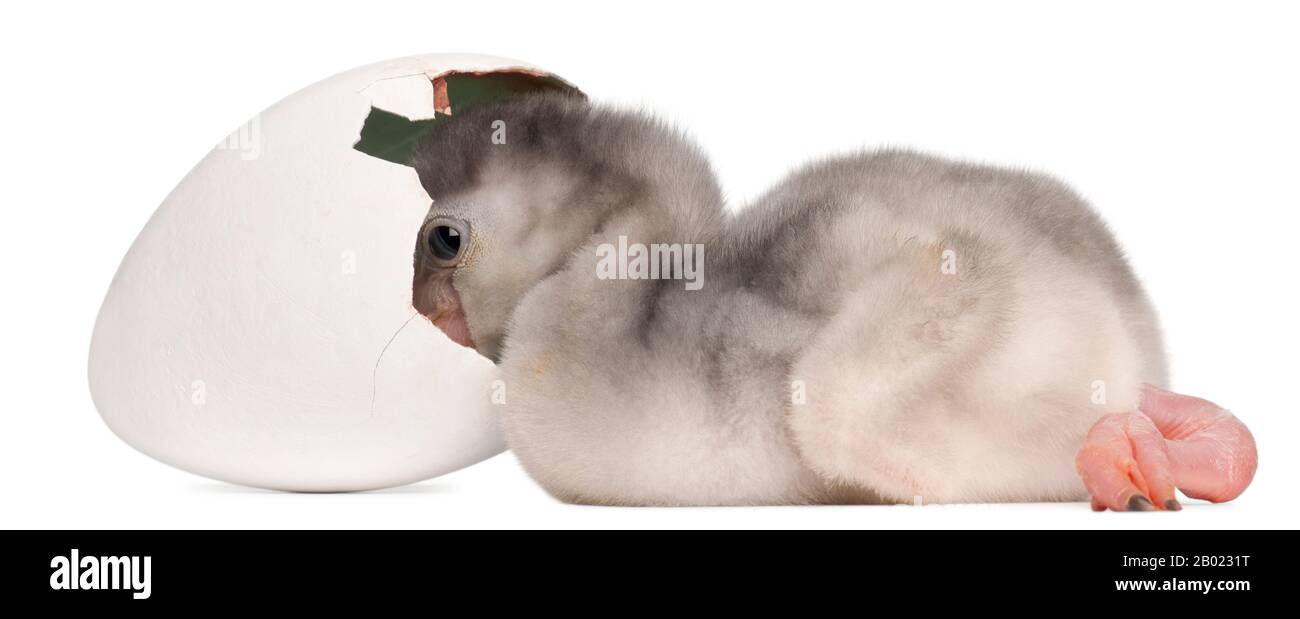 Größerer Flamingo mit geschlüpftem Ei, Phönicopterus roseus, 4 Tage alt, im weißen Hintergrund Stockfoto