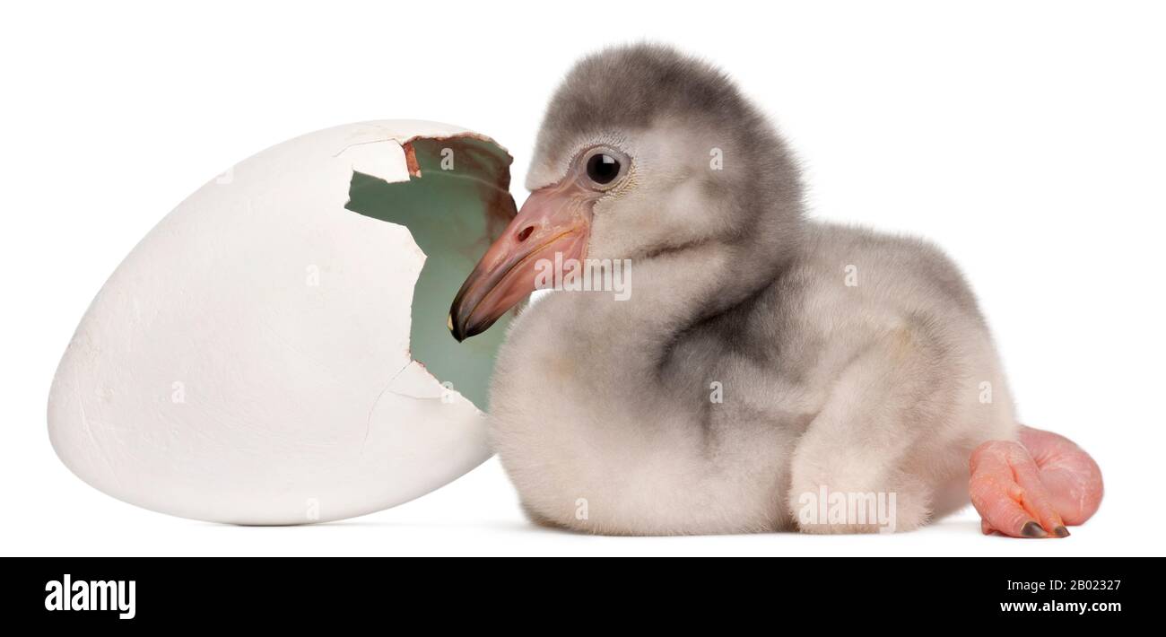 Größerer Flamingo mit geschlüpftem Ei, Phönicopterus roseus, 4 Tage alt, im weißen Hintergrund Stockfoto