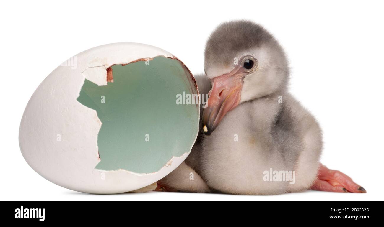Größerer Flamingo mit geschlüpftem Ei, Phönicopterus roseus, 4 Tage alt, im weißen Hintergrund Stockfoto