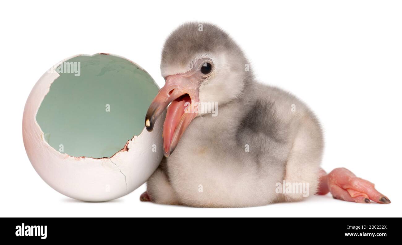 Größerer Flamingo mit geschlüpftem Ei, Phönicopterus roseus, 4 Tage alt, im weißen Hintergrund Stockfoto