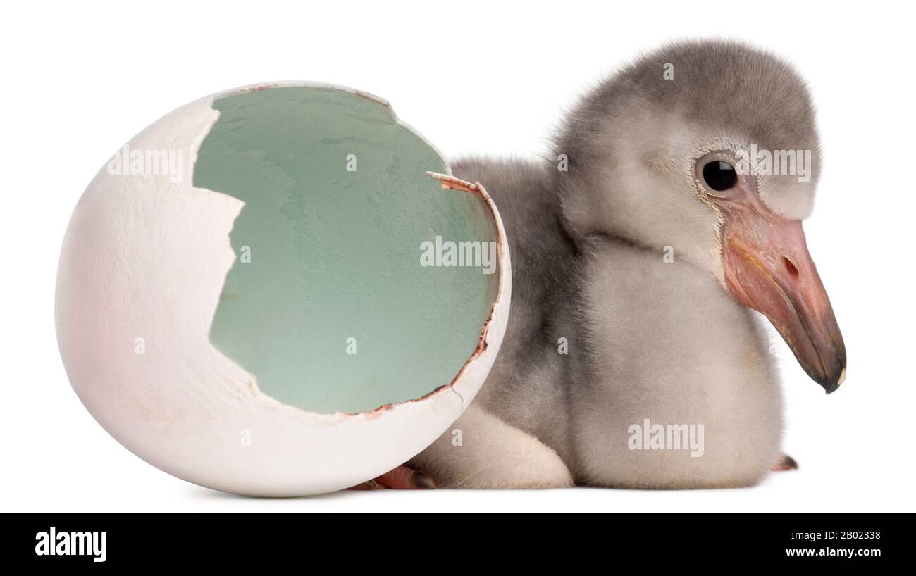 Größerer Flamingo mit geschlüpftem Ei, Phönicopterus roseus, 4 Tage alt, im weißen Hintergrund Stockfoto