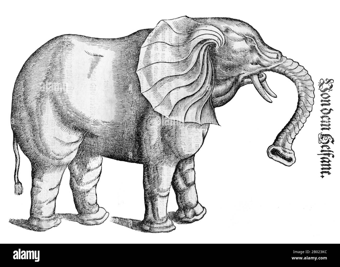 Schweiz/Afrika: Holzschnitt eines Elefanten des Schweizer Naturforschers und Bibliographen Conrad Gesner/Konrad Gessner, 1551. Historiae Animalium (Geschichte der Tiere), veröffentlicht 1551-1558 und 1587 in Zürich, ist ein enzyklopädisches Werk von Conrad Gesner, Arzt und Professor am Carolinum, dem Vorläufer der Universität Zürich. Es ist das erste moderne zoologische Werk, das versucht, alle bekannten Tiere zu beschreiben, und die erste Bibliographie naturgeschichtlicher Schriften. Die fünf Bände der Naturgeschichte der Tiere umfassen mehr als 4500 Seiten. Stockfoto