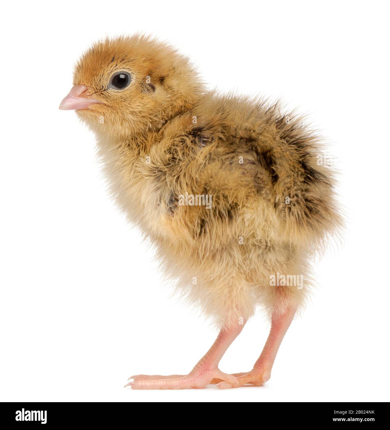 Japanische Wachtel, auch bekannt als Wachtel, Coturnix Coturnix japonica, 3 Tage alt, vor weißem Hintergrund Stockfoto