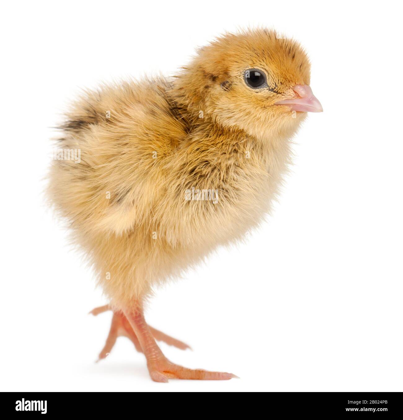 Japanische Wachtel, auch bekannt als Wachtel, Coturnix Coturnix japonica, 3 Tage alt, vor weißem Hintergrund Stockfoto