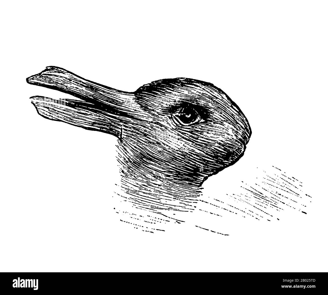 Deutschland: Ente-Kaninchen optische Illusion, Fliegende Blatter, München, 1892. Enten-Kaninchen-optische Illusion erstmals veröffentlicht in Fliegende Blatter (München), 23. Oktober 1892, S. 147. Die gleiche Zeichnung oder eine ähnliche Version wurde später Joseph Jastrow (1899) zugeschrieben und ganz irrtümlich Ludwig Wittgenstein (2002). Die Fliegende Blatte-Version eines anonymen Künstlers scheint die älteste und erste veröffentlichte Version zu sein. Stockfoto