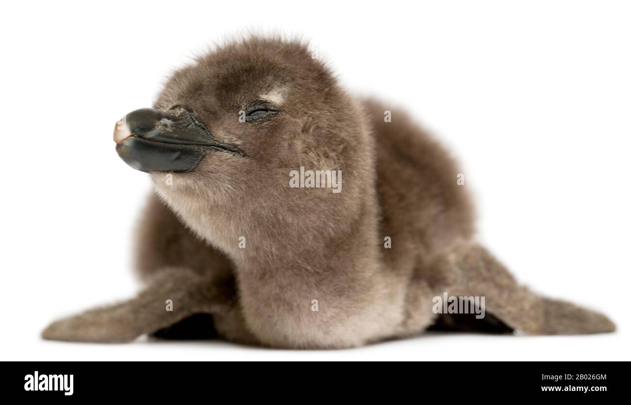 Junger afrikanischer Penguin, Spheniscus demersus, 40 Stunden alt, vor weißem Hintergrund Stockfoto