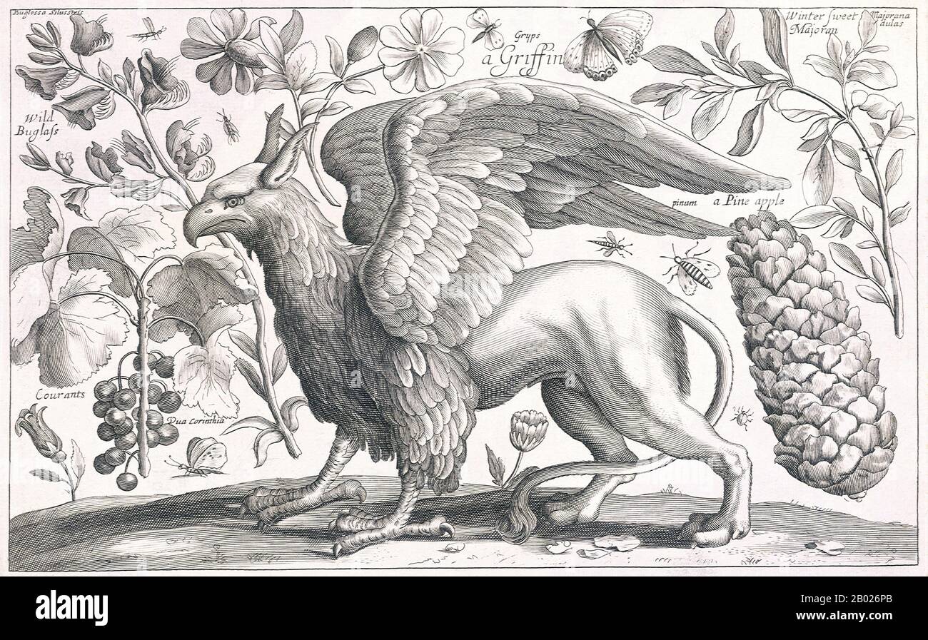 Böhmen/Tschechische Republik: Ein Greif, vertreten durch Wenzel Hollar (1607-1677). Der greif, Greif oder gryphon ist eine legendäre Kreatur mit dem Körper, dem Schwanz und den Hinterbeinen eines Löwen, dem Kopf und den Flügeln eines Adlers und den Klauen eines Adlers als Vorderfüße. Da der Löwe traditionell als König der Bestien und der Adler als König der Vögel galt, galt der greif als besonders mächtiges und majestätisches Wesen. Der greif wurde auch als König der Kreaturen angesehen. Griffins sind bekannt für ihre Schätze und unbezahlbaren Besitztümer. Stockfoto