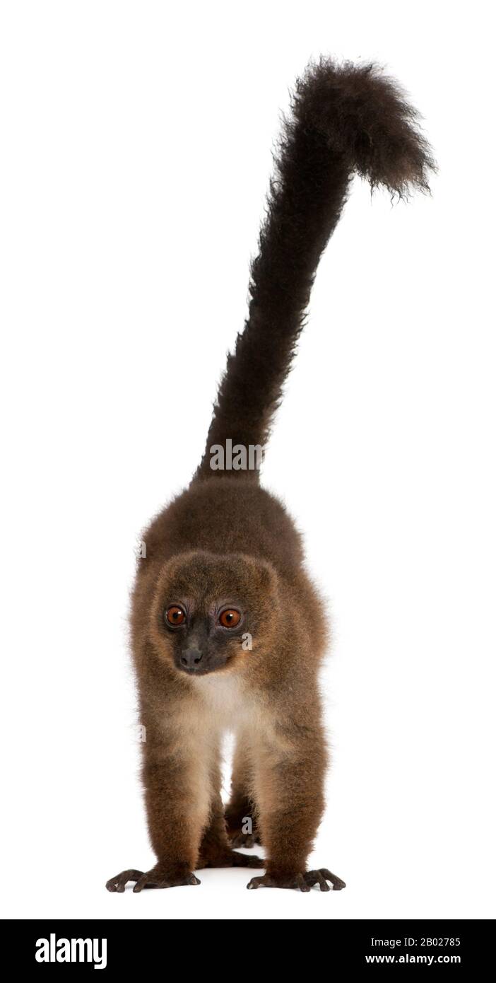 Rot belaubte Lemu, der 21 Jahre alte Eulemur rubriventer vor weißem Hintergrund Stockfoto