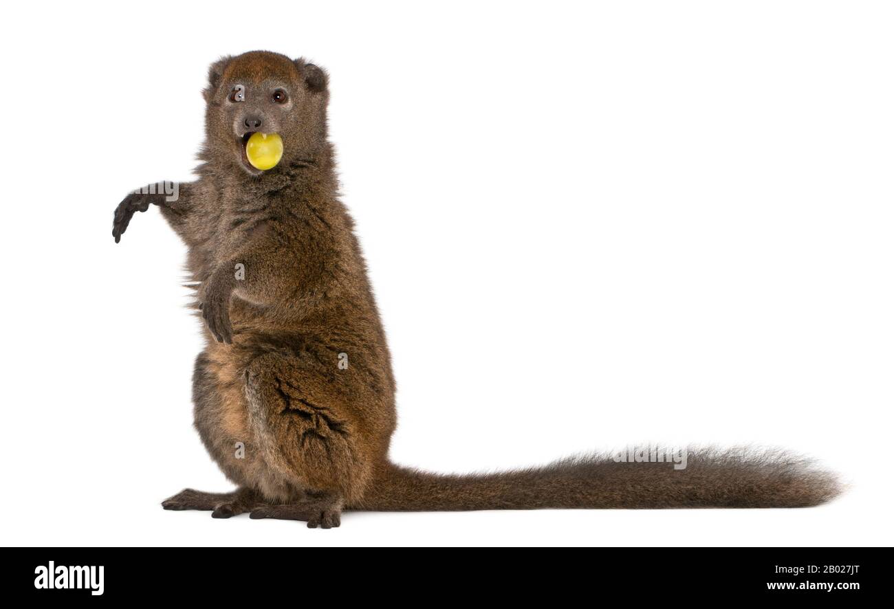 Lac Alaotra Bambuslemur, Hapalemur alaotrensis, 11 Jahre alt, hält Lebensmittel im Mund vor weißem Hintergrund essen Stockfoto