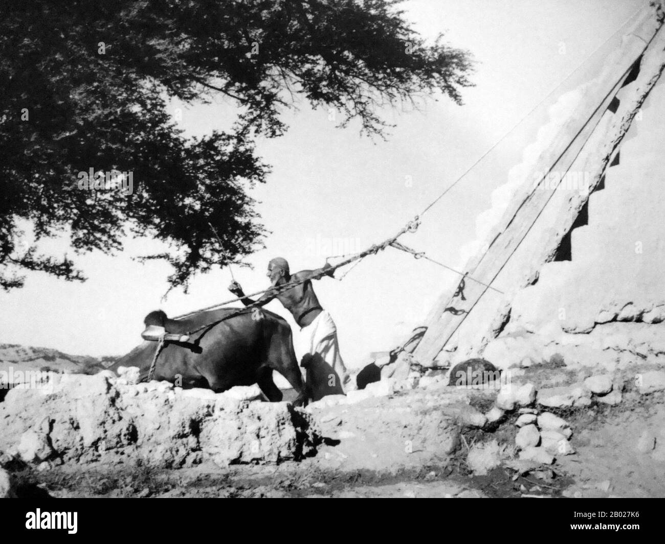 Mit Bullock-Kraft die Felder bewässern, Ibri, Dezember 1955. „Al-Zajira“ oder „Al-Manjoo“ war eine gängige Methode, Wasser aus Brunnen mit Stierkraft zu ziehen, um einen Hautbeutel voll Wasser an die Spitze des Brunnens zu ziehen. Anschließend wurde er in einen Pool entleert und in Bewässerungsgräben eingespeist. Stockfoto