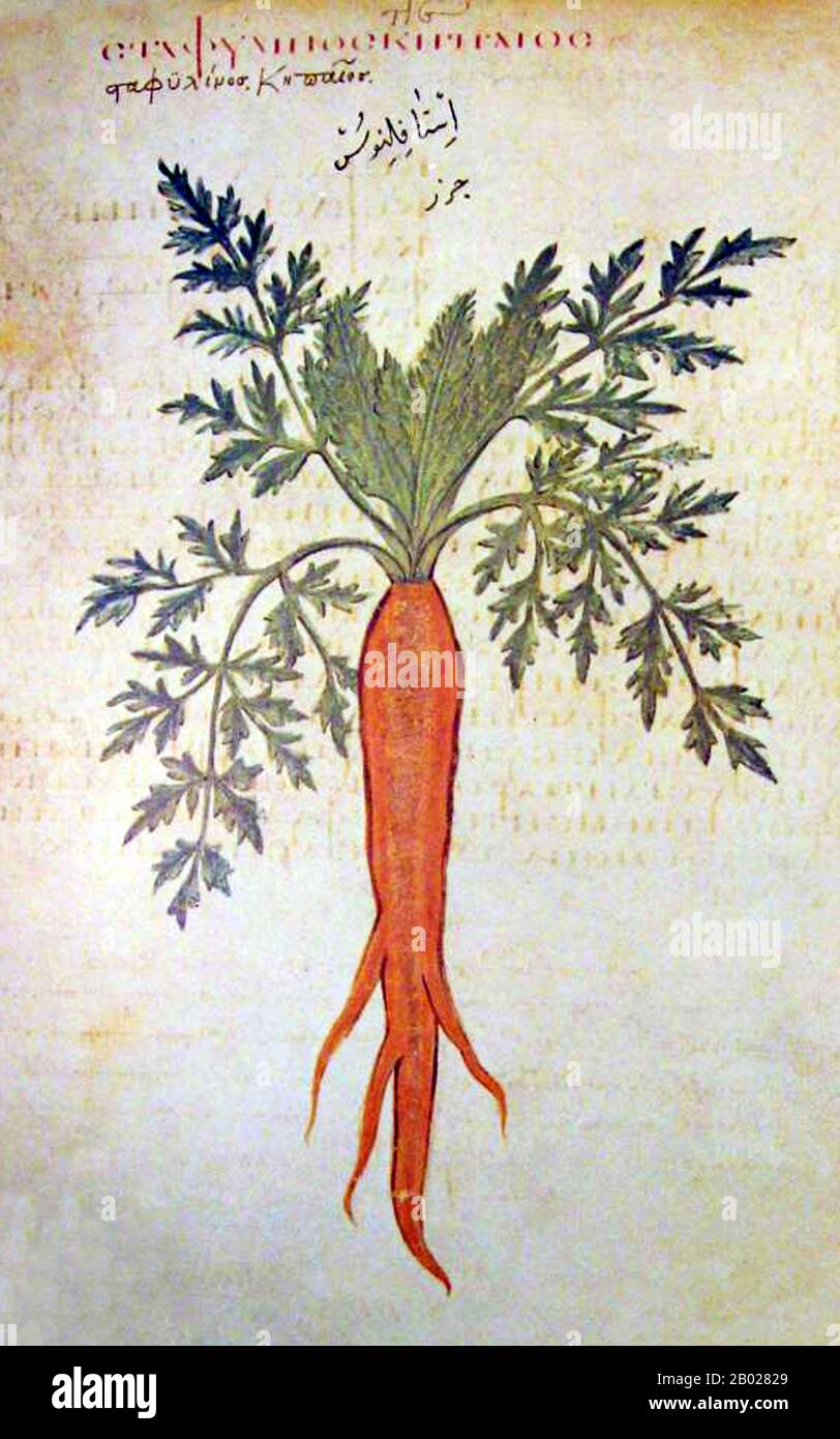 Byzanz: Die früheste Darstellung der Orangenkarrot, die damals als Heilpflanze galt. Dioskorides Codex Vindobonensis Medicus Greacus, das griechische Kräuter von Dioscorides, 512 n. Chr. Die Wiener Dioscurides oder Wiener Dioscorides ist eine Handschrift aus dem frühen 6. Jahrhundert von Dioscorides in griechischer Sprache von de Materia Medica. Es ist ein wichtiges und seltenes Beispiel für einen spätantiken wissenschaftlichen Text. Die 491 Folien aus Pergament sind 37 x 30 cm groß und enthalten mehr als 400 Bilder von Tieren und Pflanzen, die meisten in naturalistischem Stil. Stockfoto