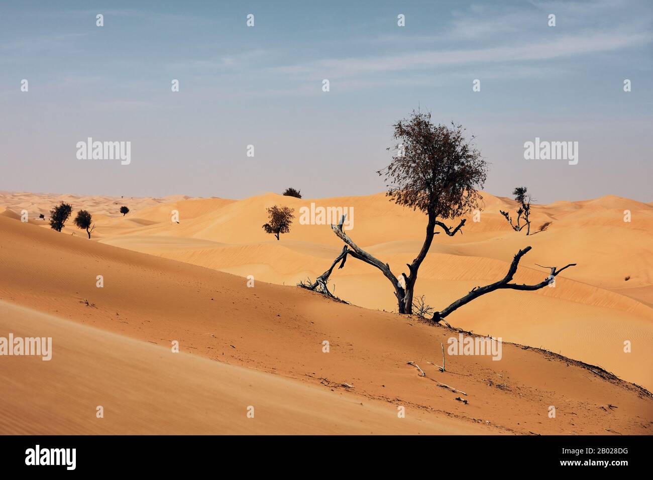 Trockener Baum inmitten von Sanddünen gegen Wüstenlandschaft. Abu Dhabi, Vereinigte Arabische Emirate Stockfoto