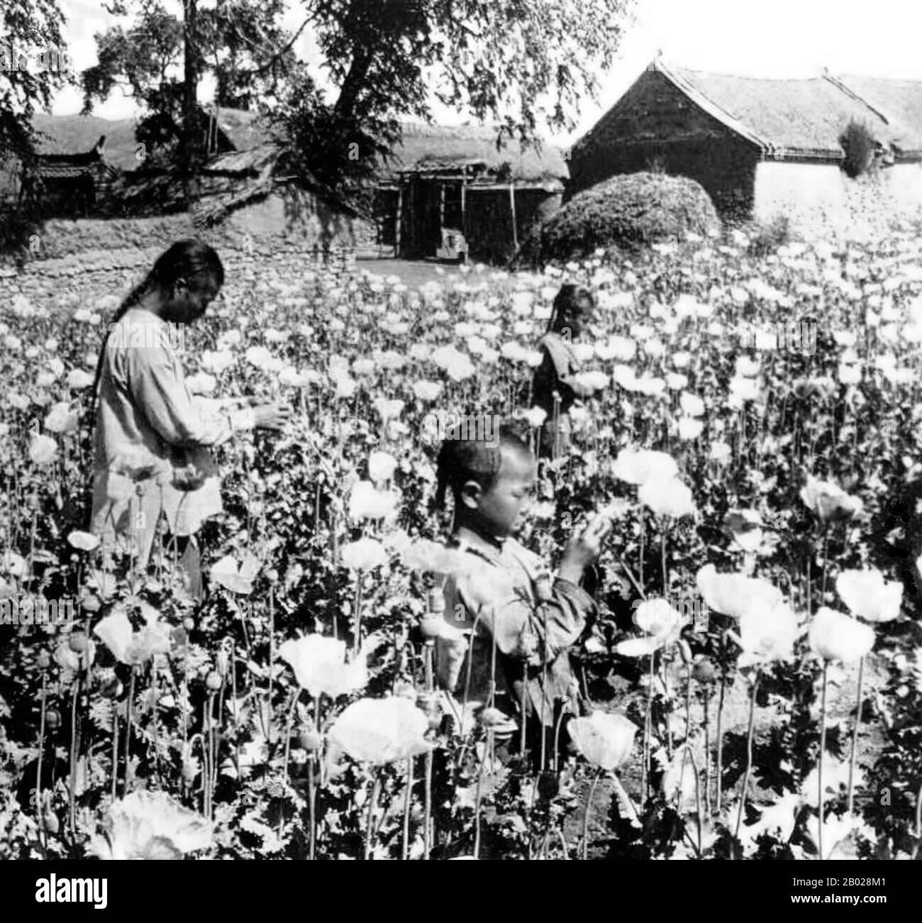 China: Ein Mohnfeld in der Mandschurei mit Opiumbauern, um 1907. Opiummohn, Papaver somniferum, ist die Pflanzenart, aus der Opium und Mohn gewonnen werden. Opium ist die Quelle vieler Opiate, einschließlich Morphin, Thebain, Codein, Papaverin, und Noscapin. Der lateinische botanische Name bedeutet „schlafenden Mohn“ und bezieht sich auf die sedierenden Eigenschaften einiger dieser Opiate. Stockfoto