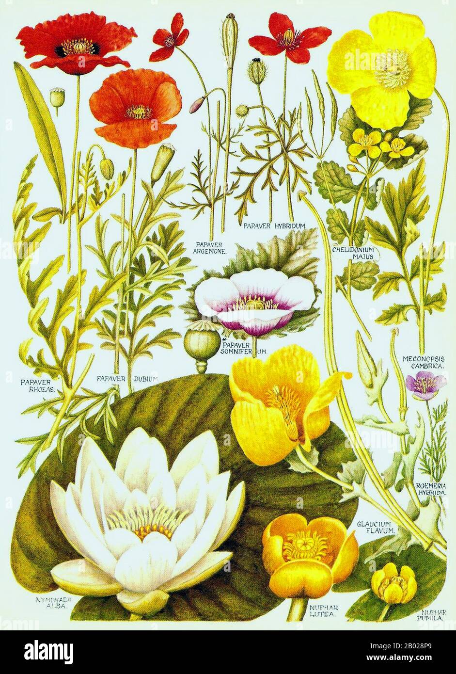 Opiummohn, Papaver somniferum, ist die Pflanzenart, aus der Opium- und Mohnsamen gewonnen werden. Opium ist die Quelle vieler Opiate, darunter Morphin, Thebain, Codein, Papaverin und Naskapin. Der lateinische botanische Name bedeutet "Schlafmohn", der sich auf die sedativen Eigenschaften einiger dieser Opiate bezieht. Stockfoto