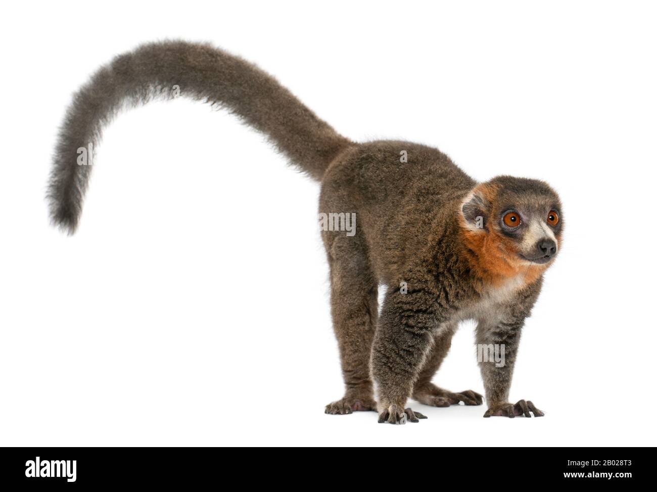 Männliche Mongoosemur, 26 Jahre alter Eulemur Mongoz vor weißem Hintergrund Stockfoto