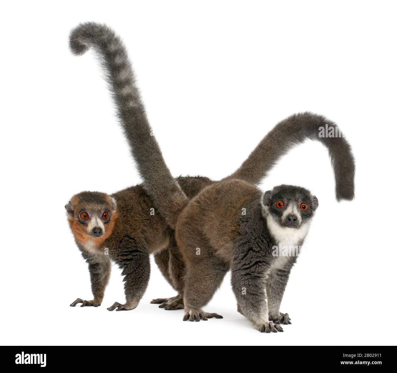 Weibliche und männliche Mongoosemuren, Eulemur mongoz, 24 und 26 Jahre alt, vor weißem Hintergrund Stockfoto