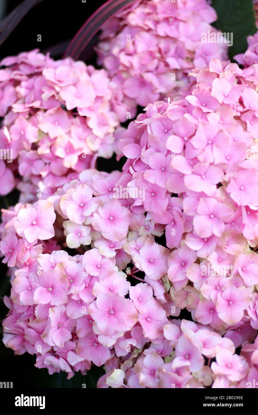 Rosa Hydrangea Blumen Geschlossen. Blumen auf einem Markt in Paris, Frankreich. Stockfoto