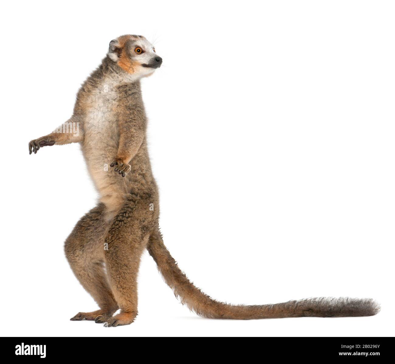 Bekrönter Lemur, der 19-jährige Eulemur coronatus, steht vor weißem Hintergrund Stockfoto