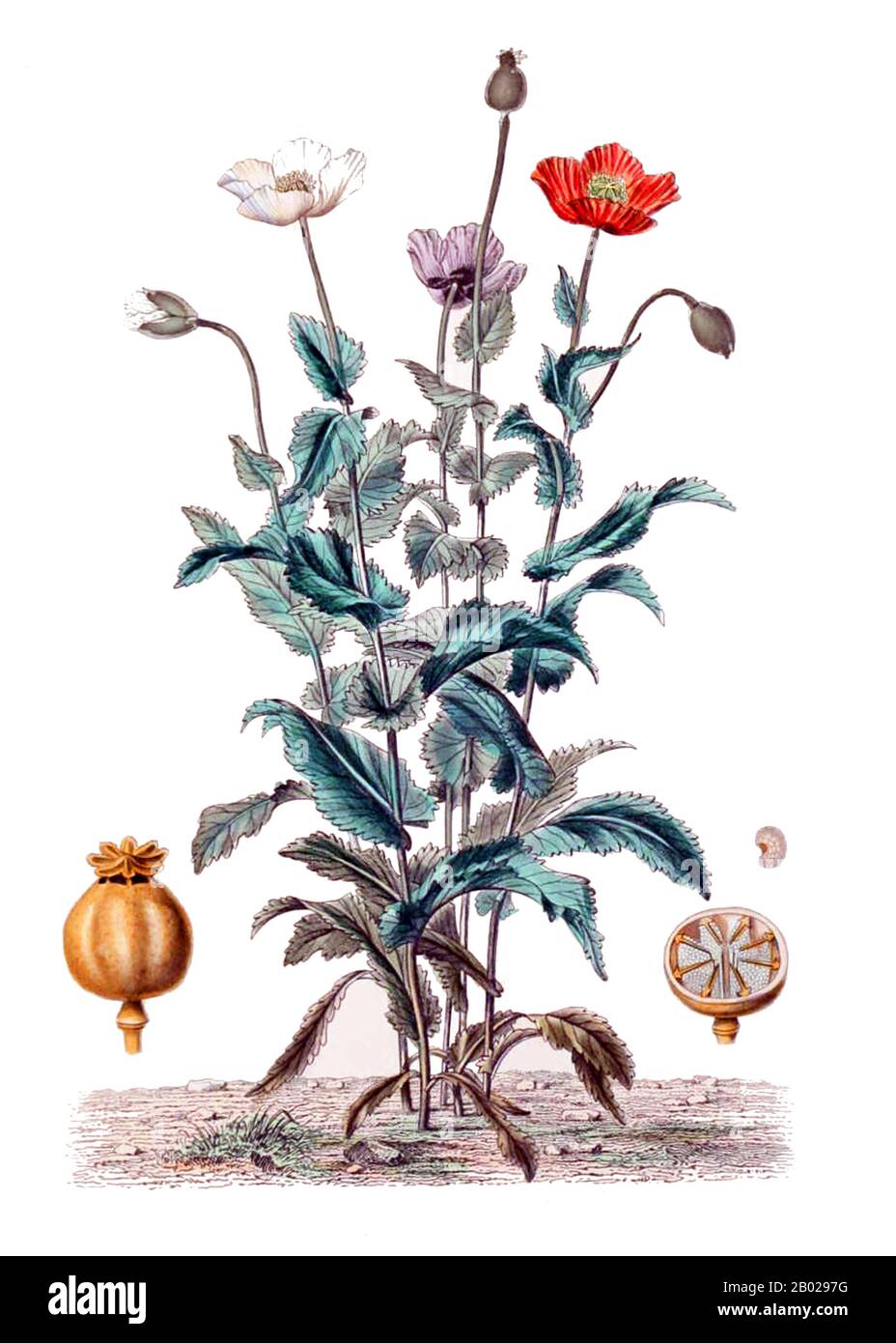 Frankreich: "Papaver somniferum, der Opium Poppy". Botanisches Gemälde aus 'Le Règne Végétal' von Jean-Augustin Barral (1819-1884) und Aristide Dupuis (1823-1883), um 1864-1869. Opiummohn, Papaver somniferum, ist die Pflanzenart, aus der Opium und Mohn gewonnen werden. Opium ist die Quelle vieler Opiate, einschließlich Morphin, Thebain, Codein, Papaverin und Noscapin. Der lateinische botanische Name bedeutet „schlafenden Mohn“ und bezieht sich auf die sedierenden Eigenschaften einiger dieser Opiate. Stockfoto