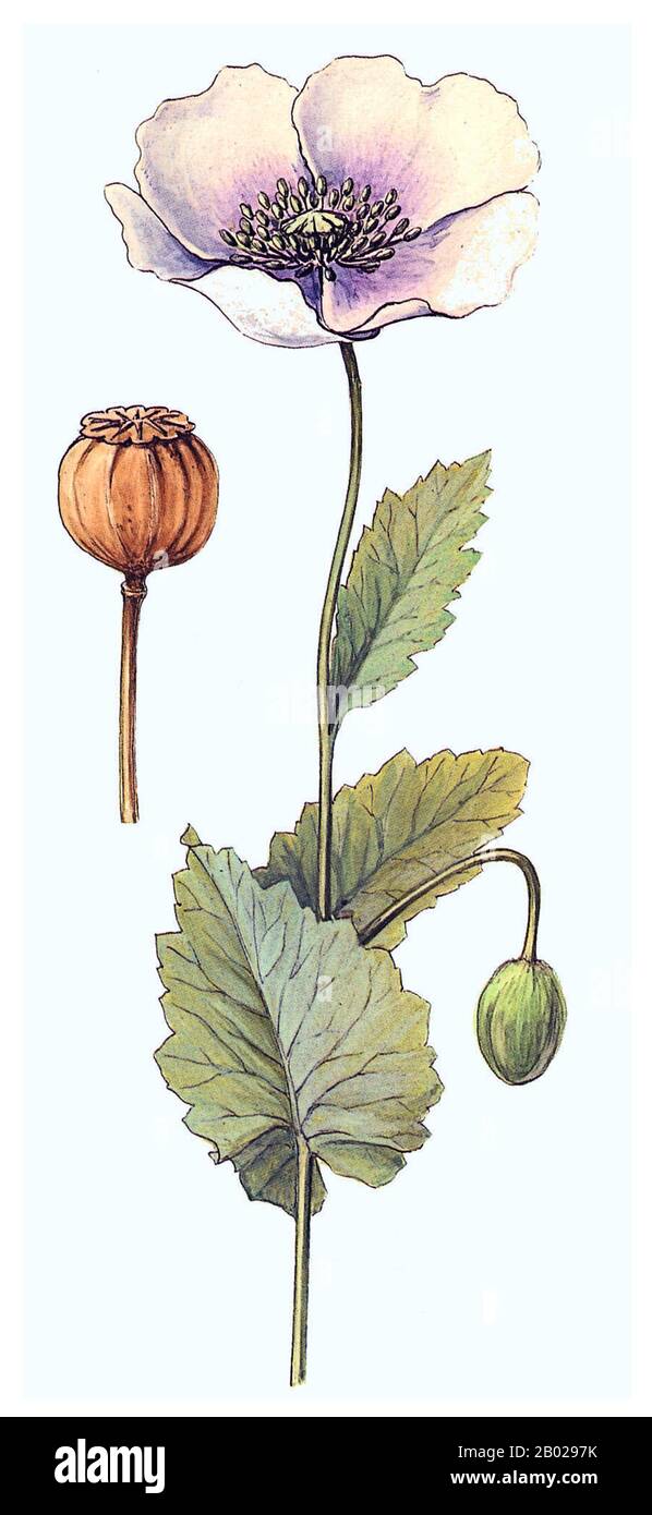 Europa: "Papaver somniferum, der Opium Poppy". Botanische Malerei, 19. Jahrhundert. Opiummohn, Papaver somniferum, ist die Pflanzenart, aus der Opium und Mohn gewonnen werden. Opium ist die Quelle vieler Opiate, einschließlich Morphin, Thebain, Codein, Papaverin und Noscapin. Der lateinische botanische Name bedeutet „schlafenden Mohn“ und bezieht sich auf die sedierenden Eigenschaften einiger dieser Opiate. Stockfoto