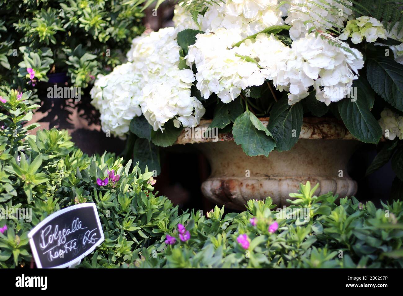 Weiße Hydrangea-Blumen im Dekorativen Pot. Blumen zum Verkauf auf einem Markt in Paris, Frankreich. Stockfoto