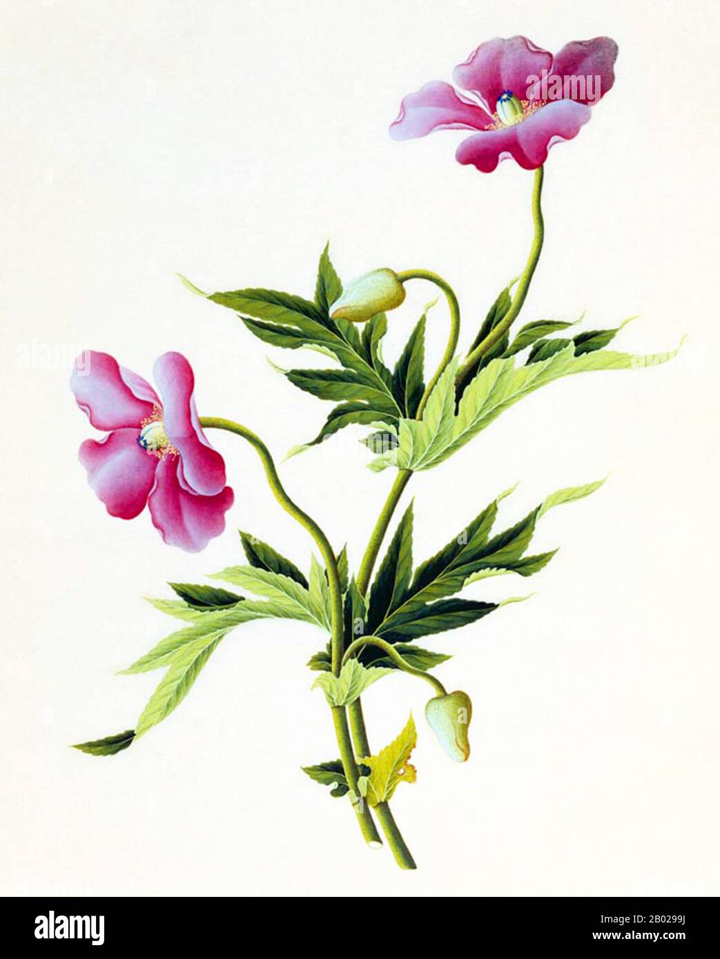 China: Papaver somniferum, der Opiummohn. Aquarellgouache botanische Malerei, ca. 1800-1823. Opiummohn, Papaver somniferum, ist die Pflanzenart, aus der Opium und Mohn gewonnen werden. Opium ist die Quelle vieler Opiate, einschließlich Morphin, Thebain, Codein, Papaverin und Noscapin. Der lateinische botanische Name bedeutet „schlafenden Mohn“ und bezieht sich auf die sedierenden Eigenschaften einiger dieser Opiate. Stockfoto