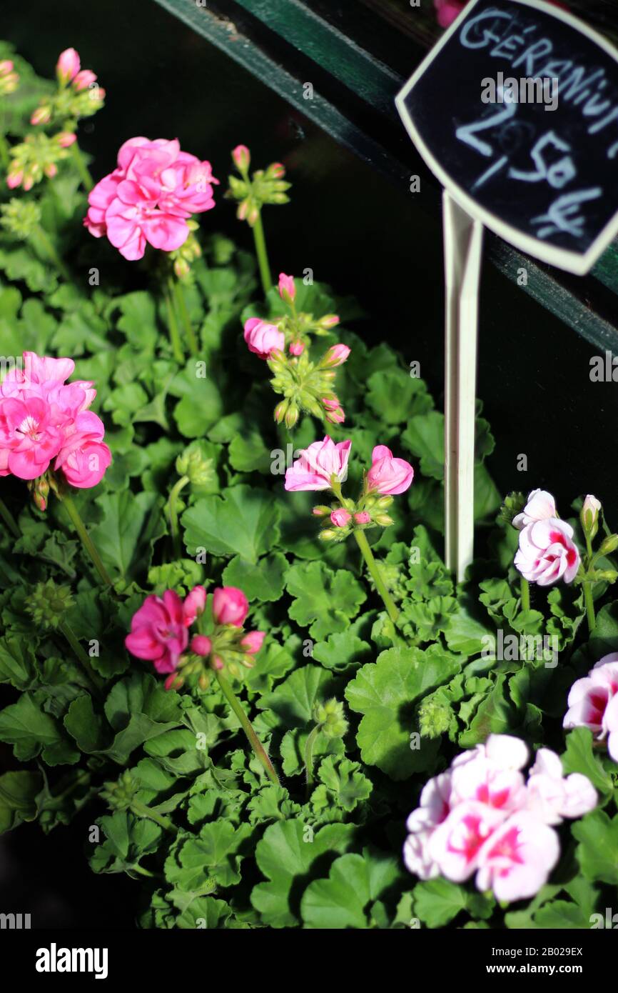 Blumen auf einem Markt in Paris, Frankreich. Rosa Geranium in Töpfen. Stockfoto