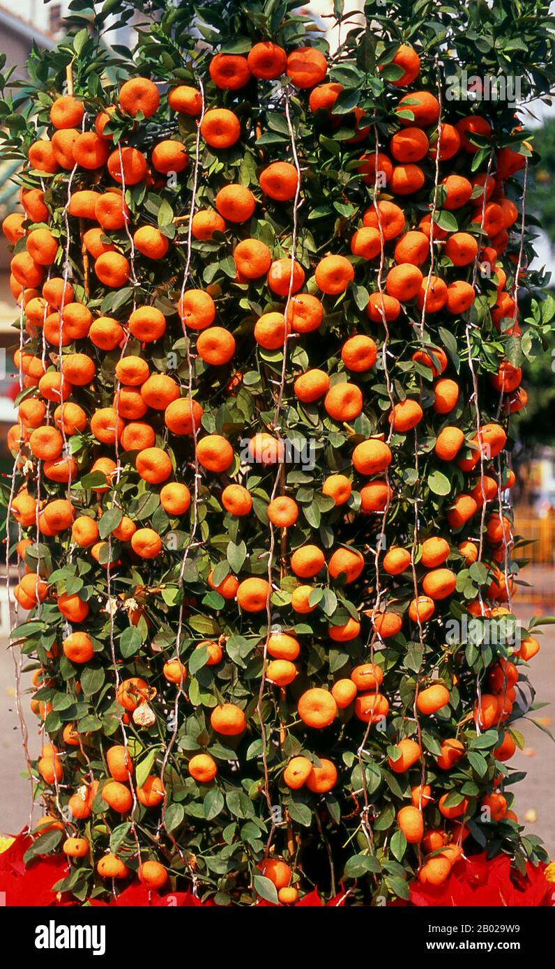 China: Chinesischer Neujahrskumquatbaum am Eingang zum Zhixin Park, Humen, Provinz Guangdong. Die Geschichte Humens ist mit dem Ersten Opiumkrieg (1839–1842) verbunden. In Humen überwachte Lin Zexu (1785–1850) 1839 die Vernichtung großer Mengen von beschlagnahmtem Opium. Einige große Schlachten im Ersten Opiumkrieg wurden hier und auf den Gewässern der Bocca Tigris ausgetragen. LIN Zexu war ein chinesischer Gelehrter und Beamter der Qing-Dynastie. Er wird für sein Verhalten und seine konstante Position auf dem "hohen moralischen Boden" in seinem Kampf gegen den Opiumhandel in Guangzhou anerkannt. Stockfoto