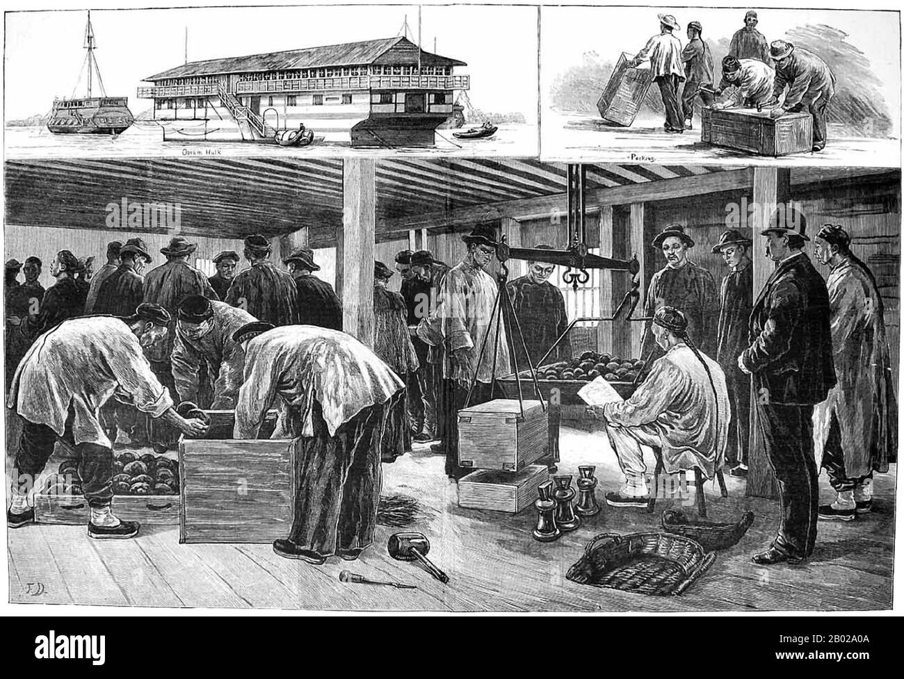 China: "An Bord eines Opiumhulks in Shanghai". Illustration aus den Illustrated London News, 1883. Opiummohn, Papaver somniferum, ist die Pflanzenart, aus der Opium und Mohn gewonnen werden. Opium ist die Quelle vieler Opiate, einschließlich Morphin, Thebain, Codein, Papaverin und Noscapin. Der lateinische botanische Name bedeutet „schlafenden Mohn“ und bezieht sich auf die sedierenden Eigenschaften einiger dieser Opiate. Stockfoto