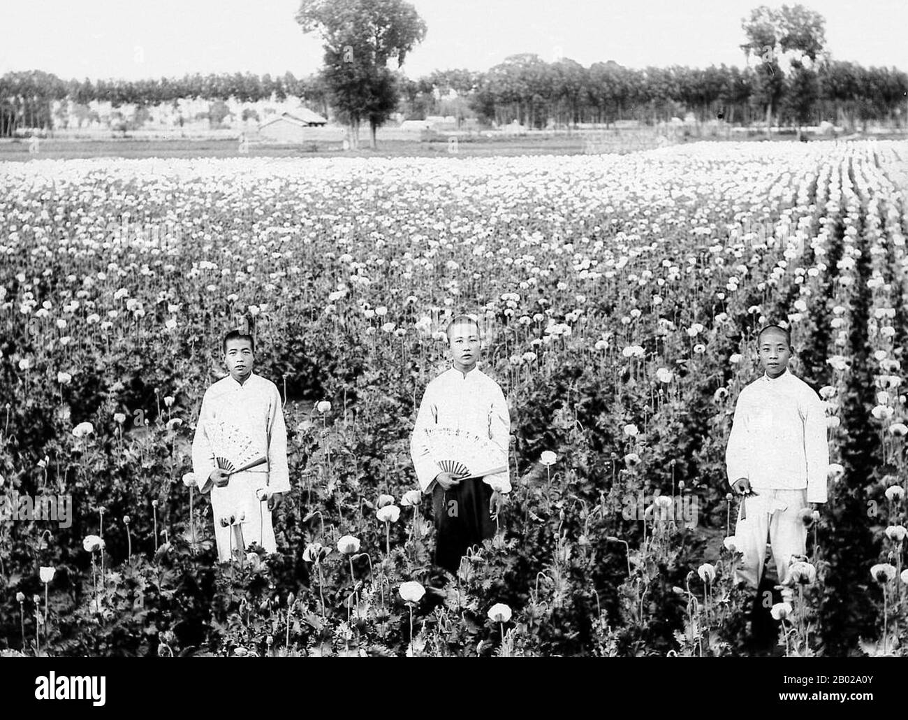 China: Opiumfeld in der Provinz Yunnan, Südwestchina, Anfang des 20. Jahrhunderts. Opiummohn, Papaver somniferum, ist die Pflanzenart, aus der Opium und Mohn gewonnen werden. Opium ist die Quelle vieler Opiate, einschließlich Morphin, Thebain, Codein, Papaverin und Noscapin. Der lateinische botanische Name bedeutet „schlafenden Mohn“ und bezieht sich auf die sedierenden Eigenschaften einiger dieser Opiate. Stockfoto