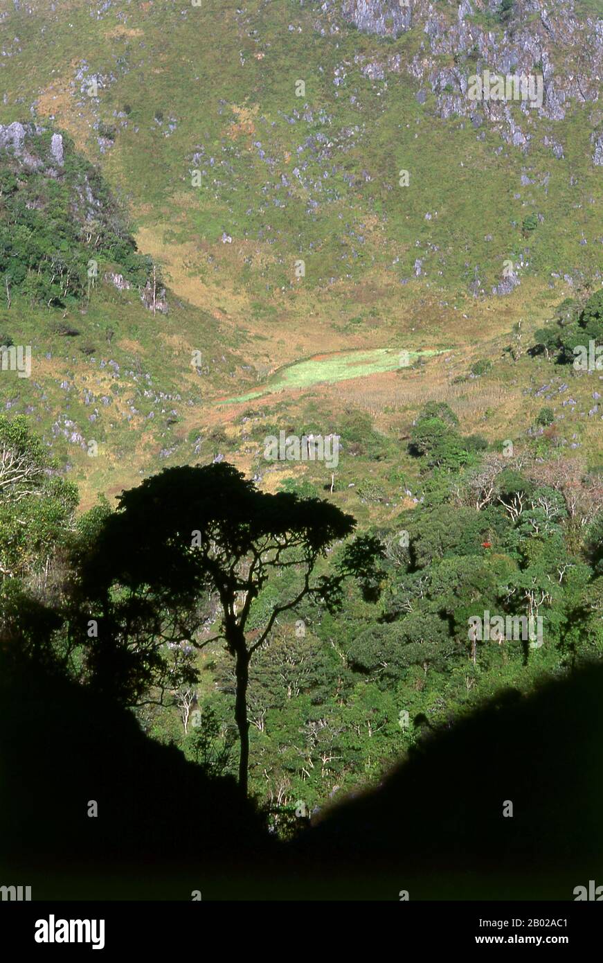 Thailand: Ein abgelegenes Mohnfeld (das hellere grüne Feld in der Mitte des Bildes) auf Doi Luang Chiang Dao, Nord-Thailand, um 1995. Opiummohn, Papaver somniferum, ist die Pflanzenart, aus der Opium und Mohn gewonnen werden. Opium ist die Quelle vieler Opiate, einschließlich Morphin, Thebain, Codein, Papaverin und Noscapin. Der lateinische botanische Name bedeutet „schlafenden Mohn“ und bezieht sich auf die sedierenden Eigenschaften einiger dieser Opiate. Stockfoto