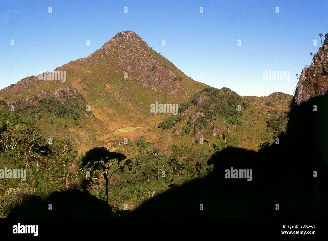 Thailand: Ein abgelegenes Mohnfeld (das hellere grüne Feld in der Mitte des Bildes) auf Doi Luang Chiang Dao, Nord-Thailand, um 1995. Opiummohn, Papaver somniferum, ist die Pflanzenart, aus der Opium und Mohn gewonnen werden. Opium ist die Quelle vieler Opiate, einschließlich Morphin, Thebain, Codein, Papaverin und Noscapin. Der lateinische botanische Name bedeutet „schlafenden Mohn“ und bezieht sich auf die sedierenden Eigenschaften einiger dieser Opiate. Stockfoto