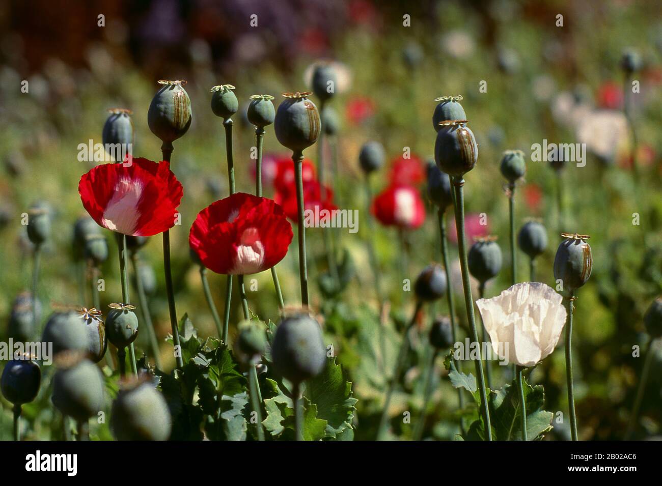 Thailand: Opiummohn (Papaver somniferum), Nordthailand, um 1995. Opiummohn, Papaver somniferum, ist die Pflanzenart, aus der Opium und Mohn gewonnen werden. Opium ist die Quelle vieler Opiate, einschließlich Morphin, Thebain, Codein, Papaverin und Noscapin. Der lateinische botanische Name bedeutet „schlafenden Mohn“ und bezieht sich auf die sedierenden Eigenschaften einiger dieser Opiate. Stockfoto
