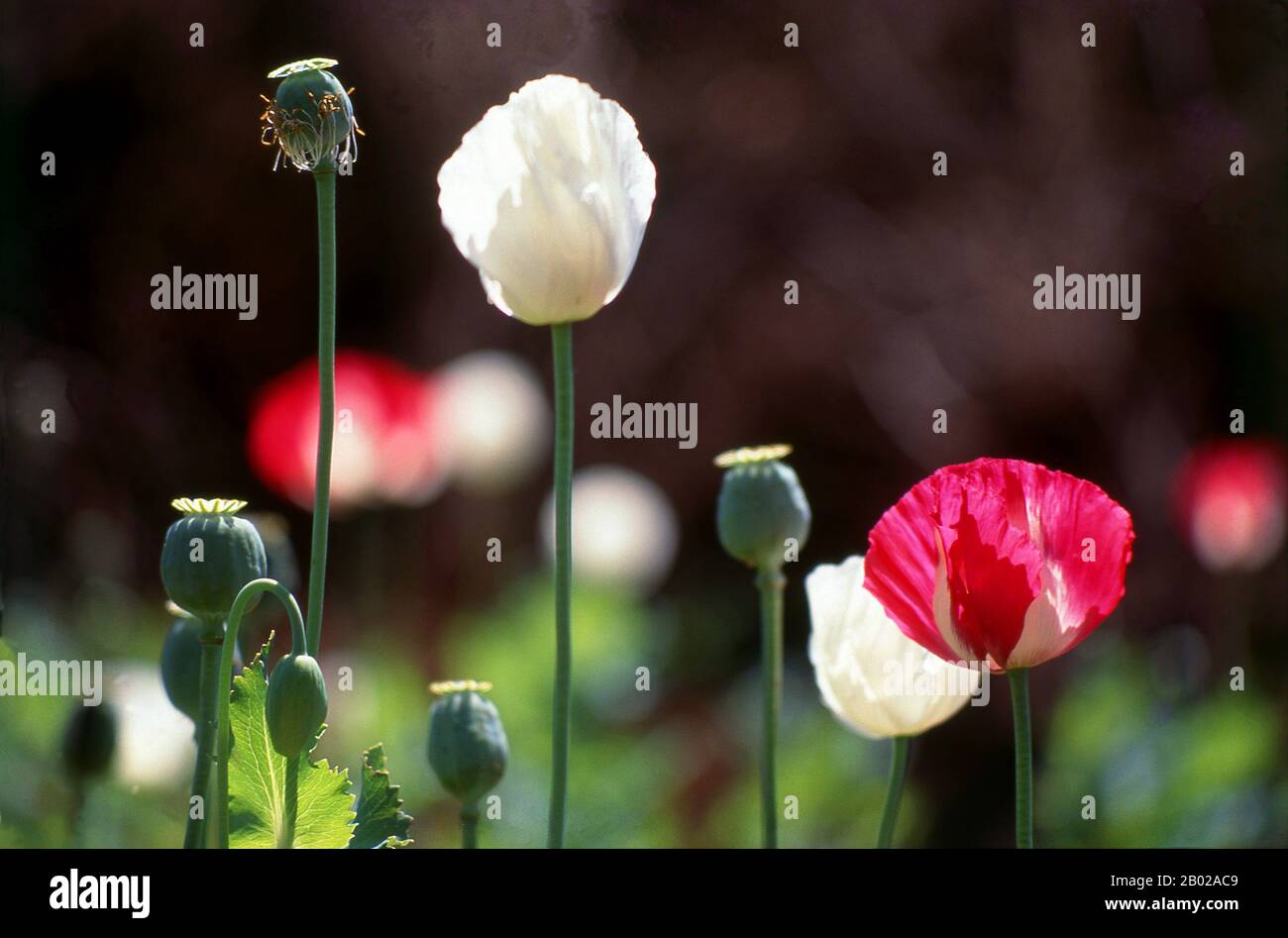 Thailand: Opiummohn (Papaver somniferum), Nordthailand, um 1995. Opiummohn, Papaver somniferum, ist die Pflanzenart, aus der Opium und Mohn gewonnen werden. Opium ist die Quelle vieler Opiate, einschließlich Morphin, Thebain, Codein, Papaverin und Noscapin. Der lateinische botanische Name bedeutet „schlafenden Mohn“ und bezieht sich auf die sedierenden Eigenschaften einiger dieser Opiate. Stockfoto