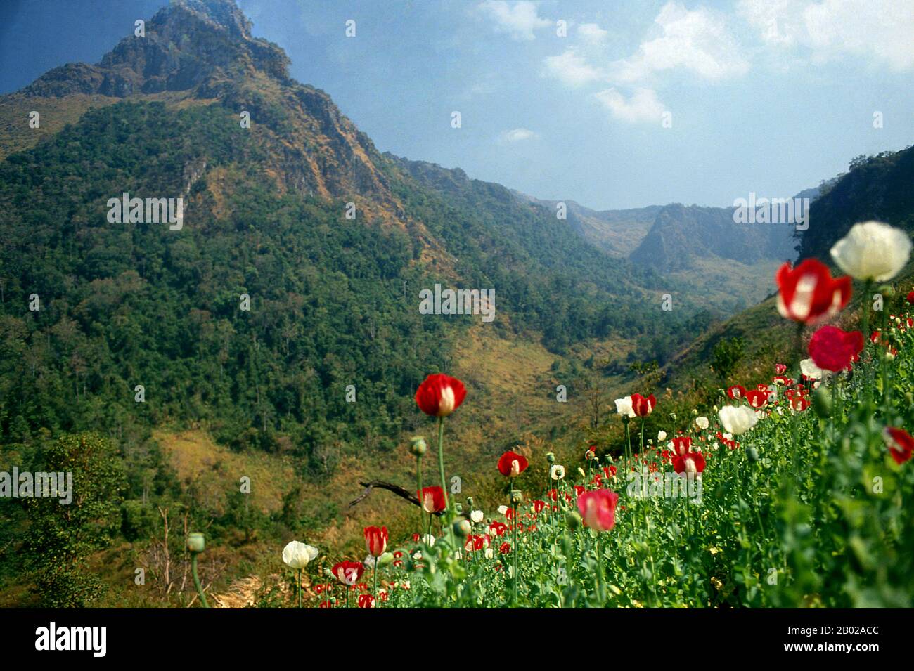 Thailand: Opiummohn (Papaver somniferum), Nordthailand, um 1995. Opiummohn, Papaver somniferum, ist die Pflanzenart, aus der Opium und Mohn gewonnen werden. Opium ist die Quelle vieler Opiate, einschließlich Morphin, Thebain, Codein, Papaverin und Noscapin. Der lateinische botanische Name bedeutet „schlafenden Mohn“ und bezieht sich auf die sedierenden Eigenschaften einiger dieser Opiate. Stockfoto