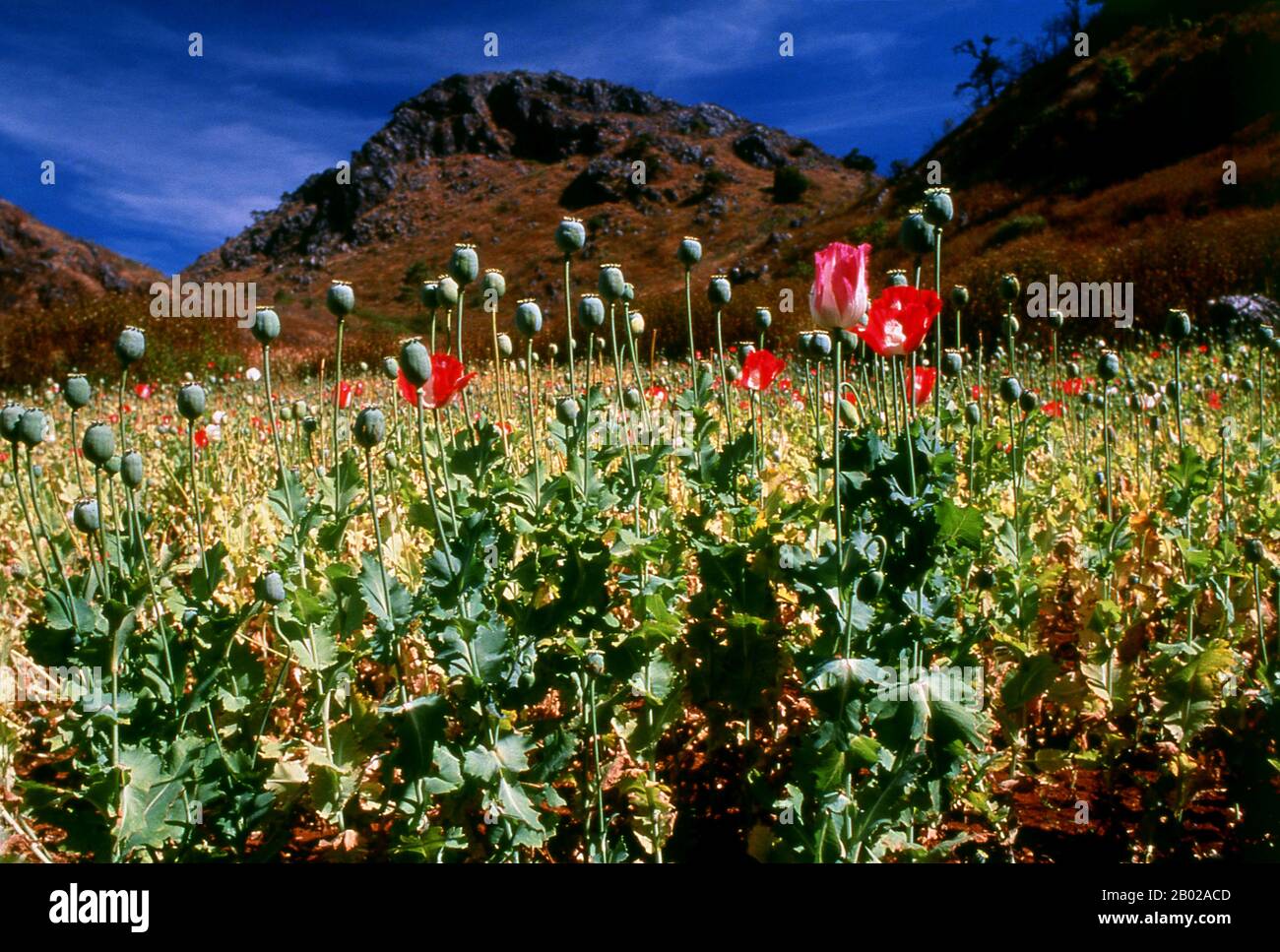 Thailand: Opiummohn (Papaver somniferum), Nordthailand, um 1995. Opiummohn, Papaver somniferum, ist die Pflanzenart, aus der Opium und Mohn gewonnen werden. Opium ist die Quelle vieler Opiate, einschließlich Morphin, Thebain, Codein, Papaverin und Noscapin. Der lateinische botanische Name bedeutet „schlafenden Mohn“ und bezieht sich auf die sedierenden Eigenschaften einiger dieser Opiate. Stockfoto