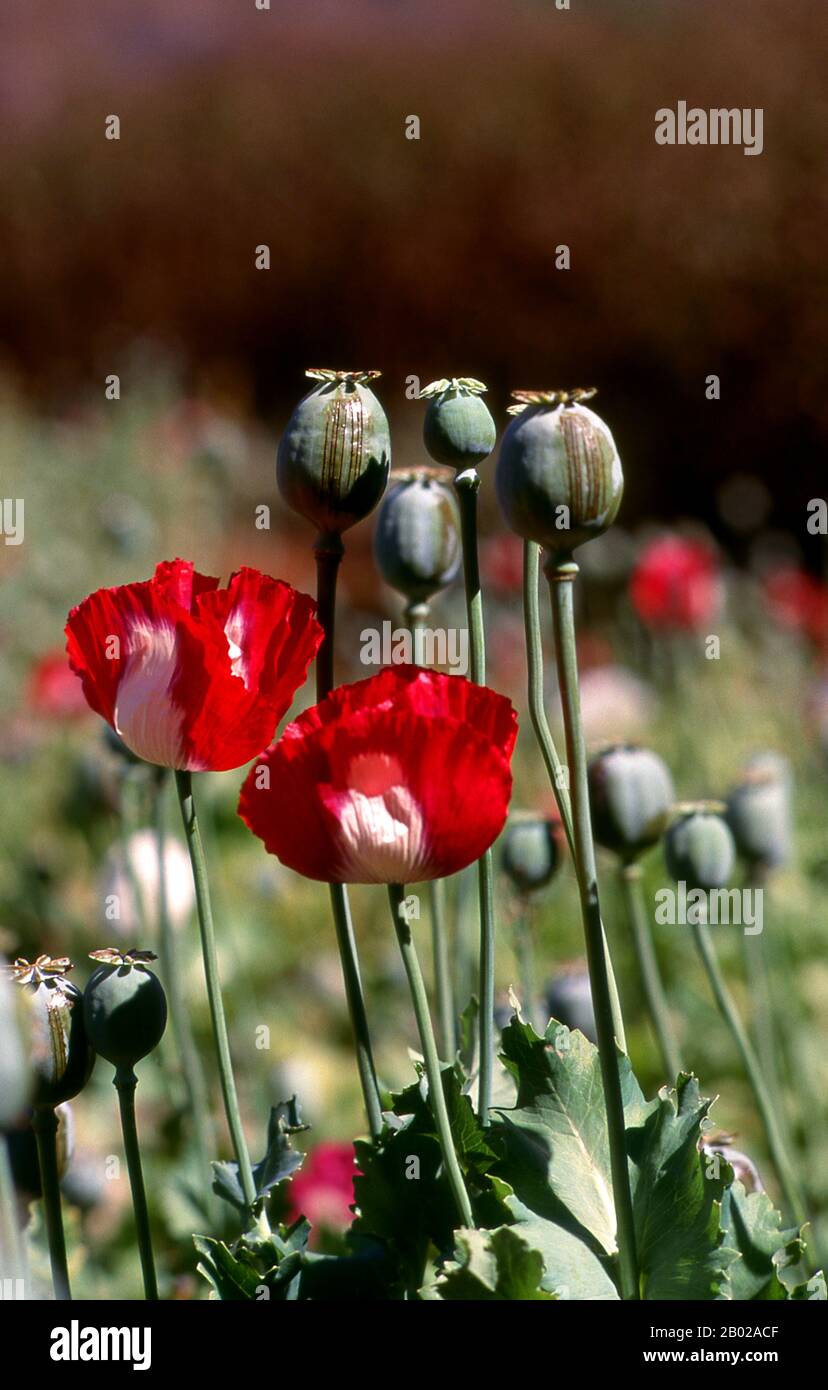 Thailand: Opiummohn (Papaver somniferum), Nordthailand, um 1995. Opiummohn, Papaver somniferum, ist die Pflanzenart, aus der Opium und Mohn gewonnen werden. Opium ist die Quelle vieler Opiate, einschließlich Morphin, Thebain, Codein, Papaverin und Noscapin. Der lateinische botanische Name bedeutet „schlafenden Mohn“ und bezieht sich auf die sedierenden Eigenschaften einiger dieser Opiate. Stockfoto