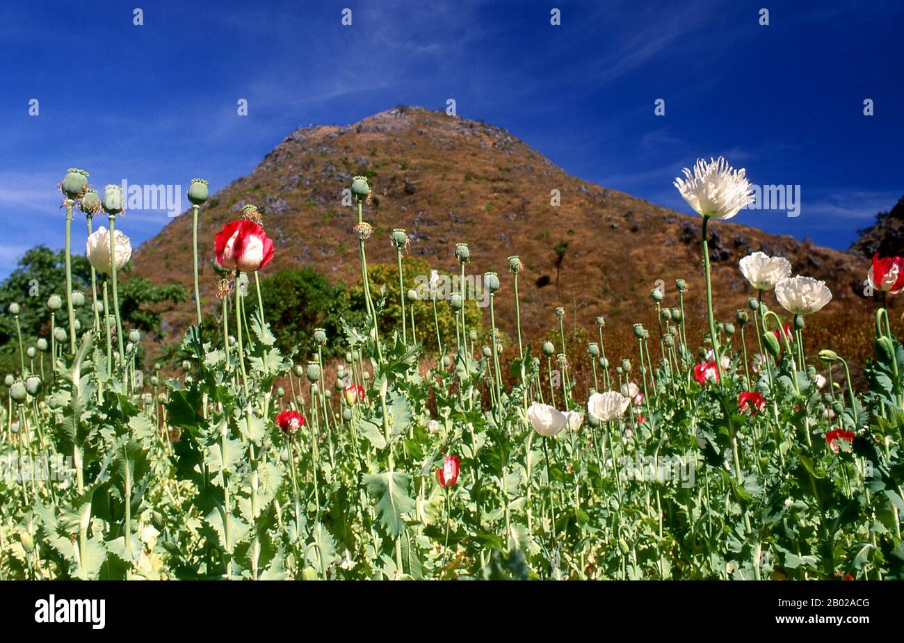 Thailand: Opiummohn (Papaver somniferum), Nordthailand, um 1995. Opiummohn, Papaver somniferum, ist die Pflanzenart, aus der Opium und Mohn gewonnen werden. Opium ist die Quelle vieler Opiate, einschließlich Morphin, Thebain, Codein, Papaverin und Noscapin. Der lateinische botanische Name bedeutet „schlafenden Mohn“ und bezieht sich auf die sedierenden Eigenschaften einiger dieser Opiate. Stockfoto