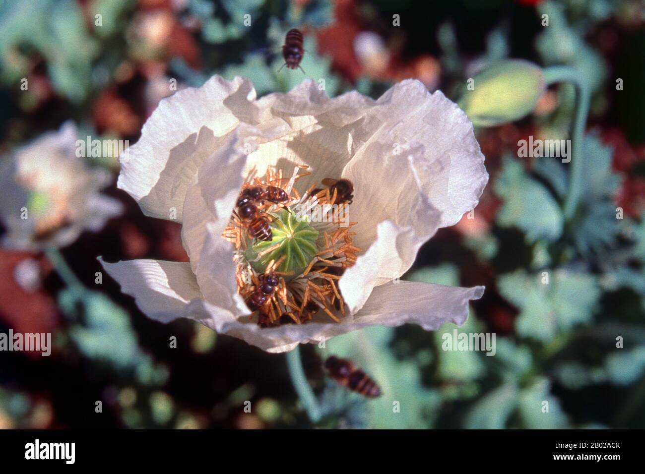 Thailand: Bienen in einem Opiummohn, Nordthailand, um 1995. Opiummohn, Papaver somniferum, ist die Pflanzenart, aus der Opium und Mohn gewonnen werden. Opium ist die Quelle vieler Opiate, einschließlich Morphin, Thebain, Codein, Papaverin und Noscapin. Der lateinische botanische Name bedeutet „schlafenden Mohn“ und bezieht sich auf die sedierenden Eigenschaften einiger dieser Opiate. Stockfoto