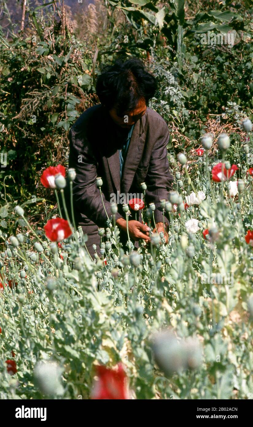 Thailand: Ernte von Opium, Nordthailand, um 1995. Opiummohn, Papaver somniferum, ist die Pflanzenart, aus der Opium und Mohn gewonnen werden. Opium ist die Quelle vieler Opiate, einschließlich Morphin, Thebain, Codein, Papaverin und Noscapin. Der lateinische botanische Name bedeutet „schlafenden Mohn“ und bezieht sich auf die sedierenden Eigenschaften einiger dieser Opiate. Stockfoto