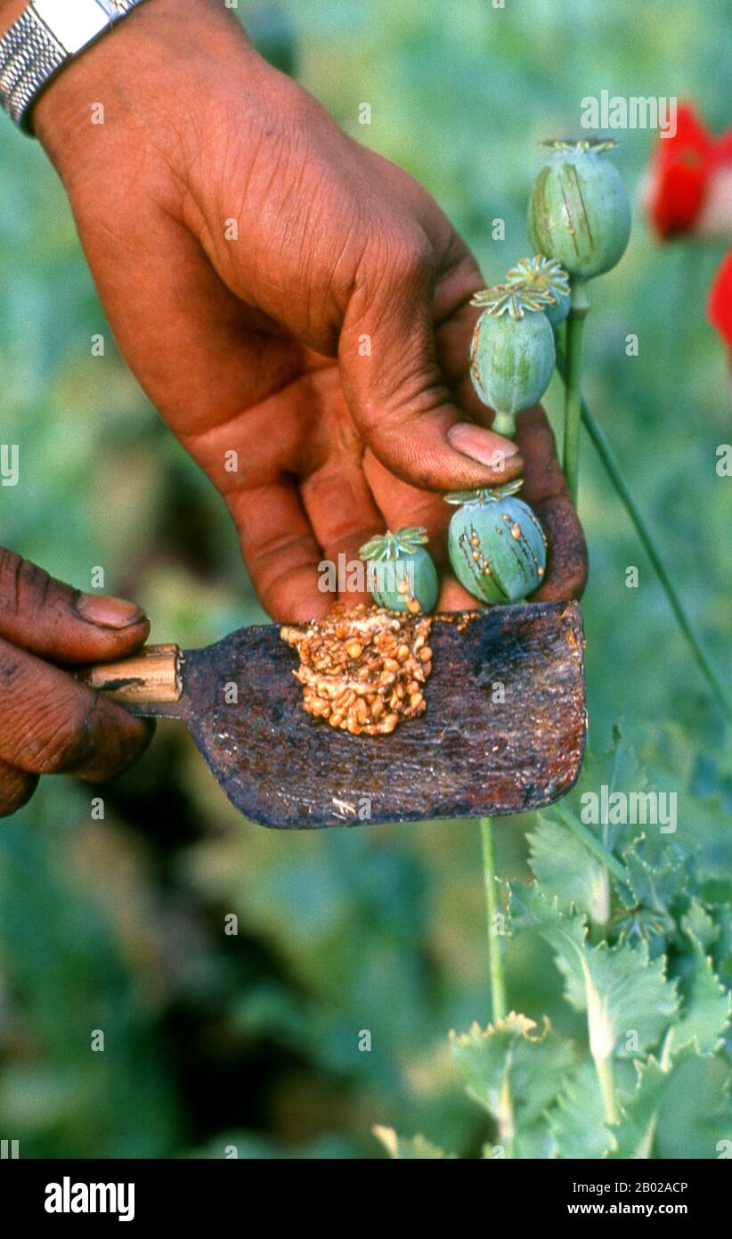 Thailand: Ernte von Opium, Nordthailand, um 1995. Opiummohn, Papaver somniferum, ist die Pflanzenart, aus der Opium und Mohn gewonnen werden. Opium ist die Quelle vieler Opiate, einschließlich Morphin, Thebain, Codein, Papaverin und Noscapin. Der lateinische botanische Name bedeutet „schlafenden Mohn“ und bezieht sich auf die sedierenden Eigenschaften einiger dieser Opiate. Stockfoto