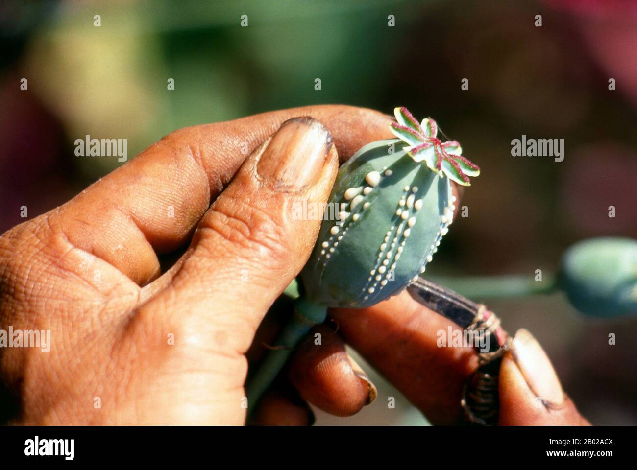 Thailand: Ernte von Opium, Nordthailand, um 1995. Opiummohn, Papaver somniferum, ist die Pflanzenart, aus der Opium und Mohn gewonnen werden. Opium ist die Quelle vieler Opiate, einschließlich Morphin, Thebain, Codein, Papaverin und Noscapin. Der lateinische botanische Name bedeutet „schlafenden Mohn“ und bezieht sich auf die sedierenden Eigenschaften einiger dieser Opiate. Stockfoto