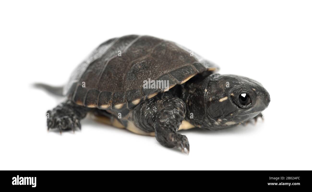 Europäische Teichschildkröte, auch Europäische Teichschildkröte genannt, Emys orbicularis, 6 Monate alt, vor weißem Hintergrund Stockfoto