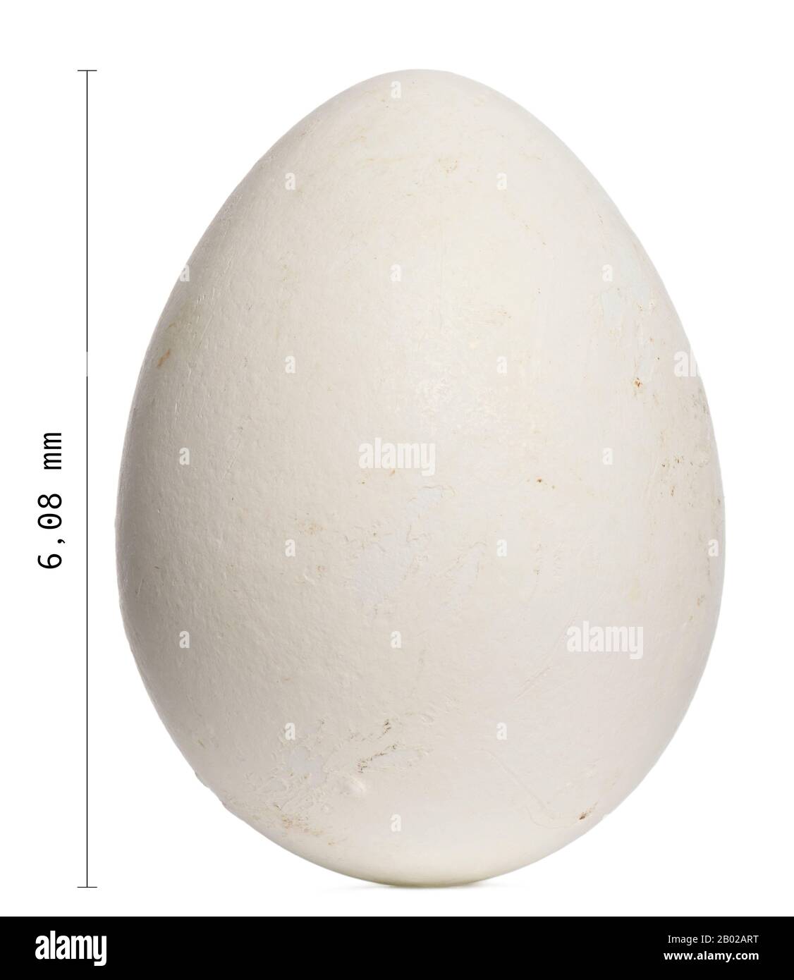 Afrikanisches Penguin Egg, Spheniscus demersus, 6,8 cm vor weißem Hintergrund Stockfoto