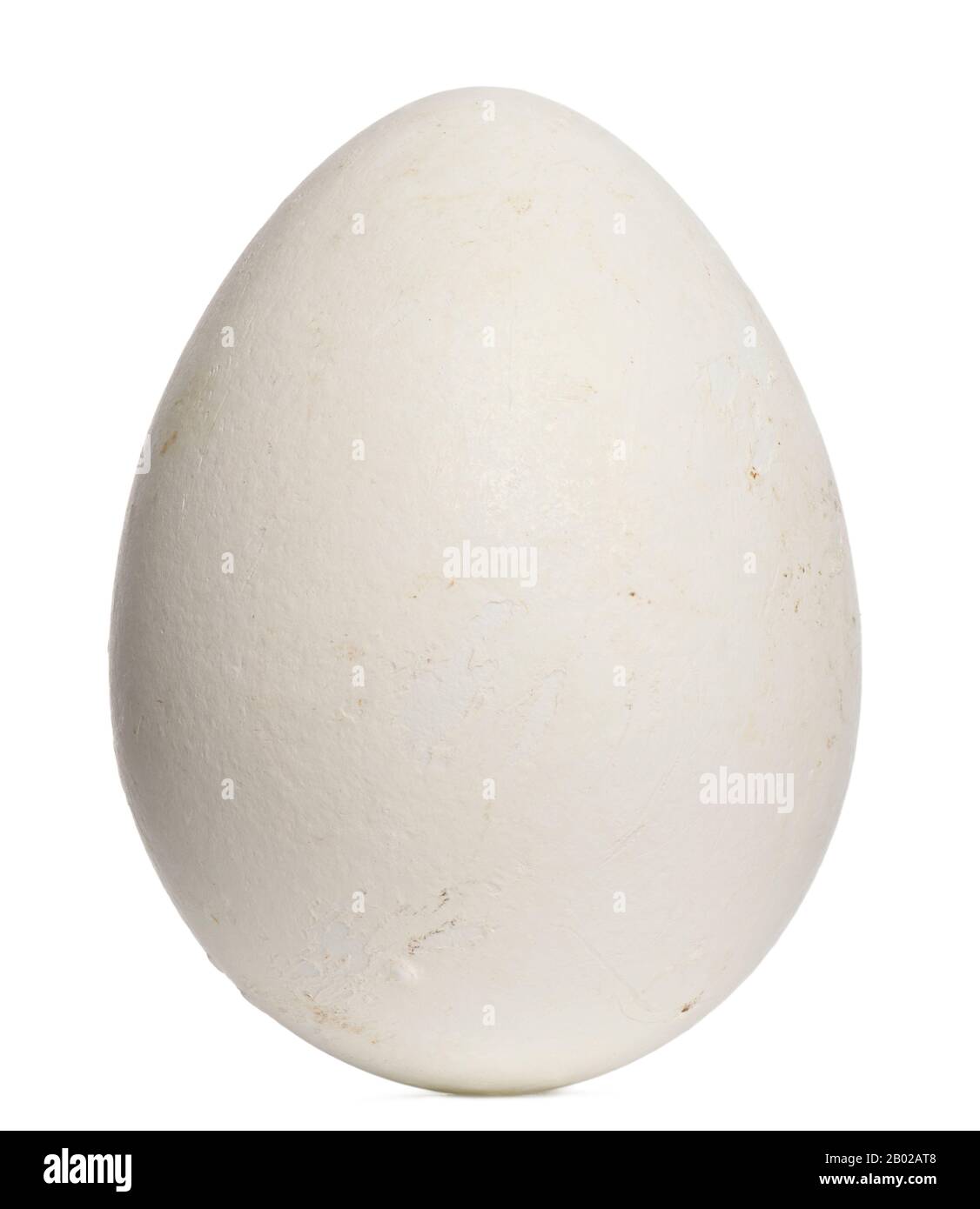 Afrikanisches Penguin Egg, Spheniscus demersus, 6,8 cm vor weißem Hintergrund Stockfoto