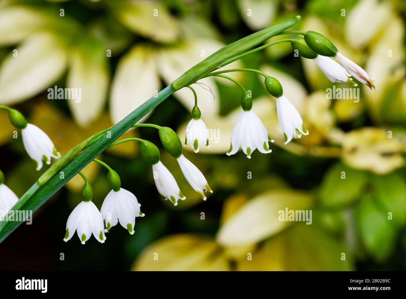 Schneeglöckchen (Galanthus Trimmer) Frühlingsblumen, walisischer Hybrid Schneeglöckchen Trimmer von Trym. Hübsches weißes Tricorne blüht mit sechs Blütenblättern Garten in Irland Stockfoto